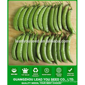 NPE03 Tiande haut rendement graines de pois de sucre guangzhou